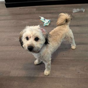 Fluff Goblin Eleanor, Young Female Mixed Breed