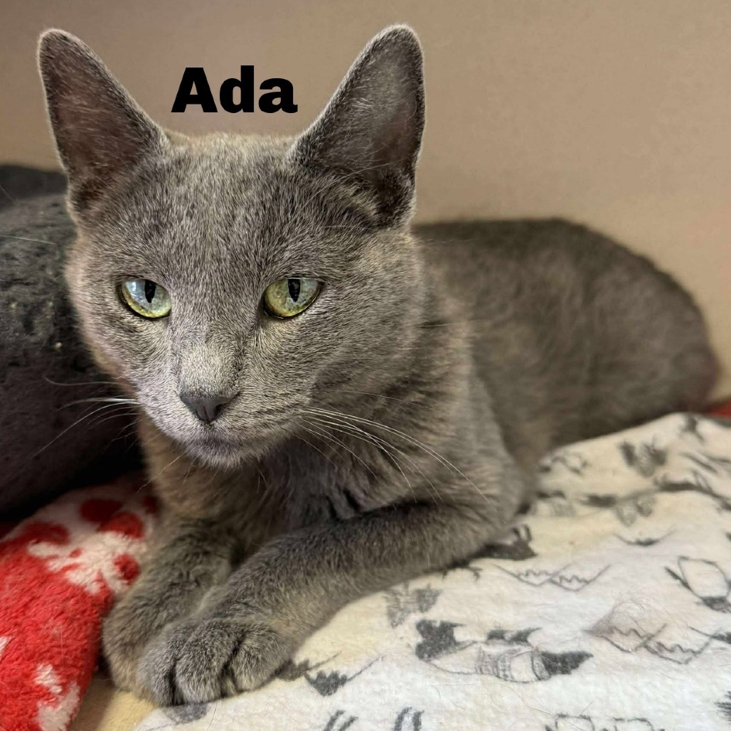Ada 250467