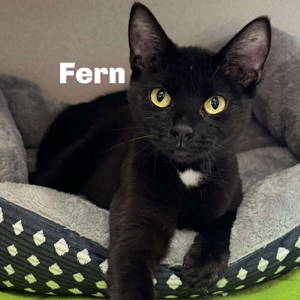 Fern 250414
