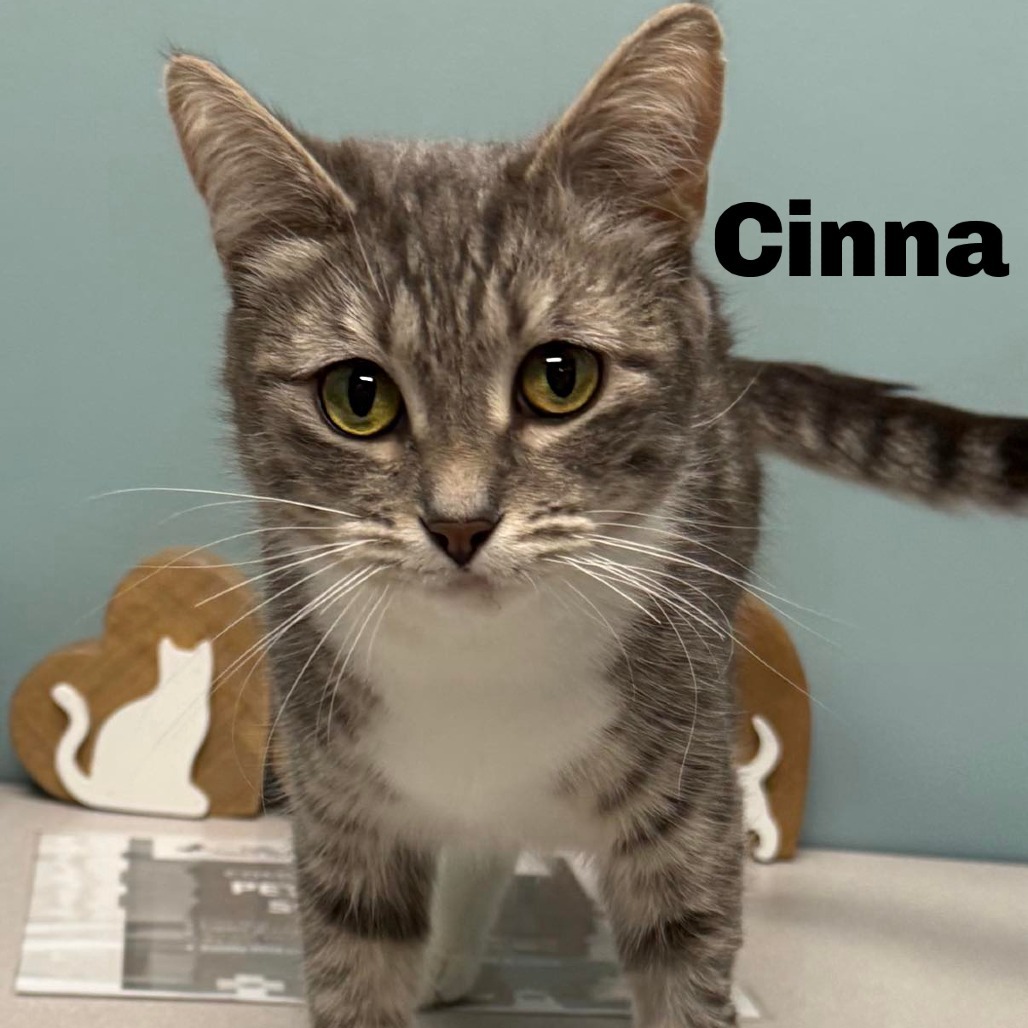 Cinna 240483, an adoptable Domestic Short Hair in Escanaba, MI, 49829 | Photo Image 1
