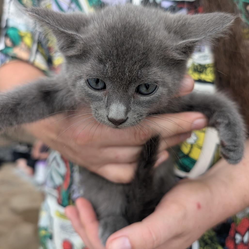 Gray kitten