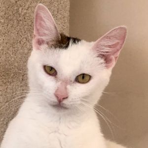 Mayra, Adult Female unknown