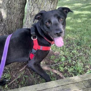 Booth, Adult Male Labrador Retriever