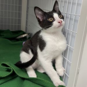 Kano, Baby Male Domestic Short Hair