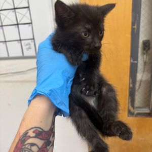 Coleslaw, Baby Female Domestic Short Hair
