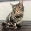 Miss Kitty photo 1