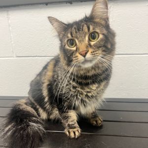 Miss Kitty, Adult Female Domestic Medium Hair