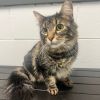 Miss Kitty photo 2