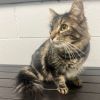 Miss Kitty photo 3