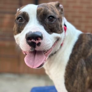 Hazel, Young Female Pit Bull Terrier