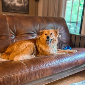 Red, Adult Male Chow Chow