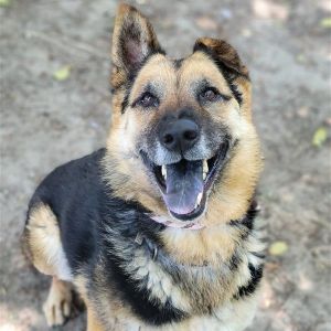 Dakota, Adult Female Dog
