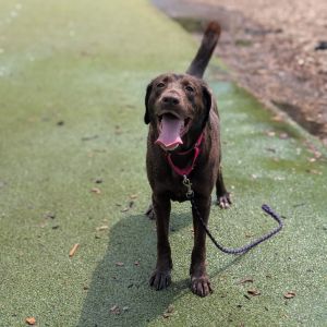 Hazel, Adult Female Chocolate Labrador Retriever