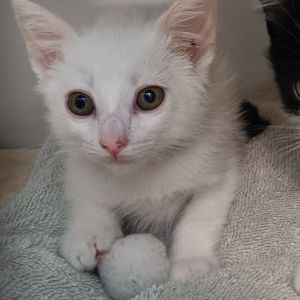 Tony the Iceman Domestic Short Hair Cat