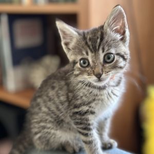 Soxie Brown Domestic Short Hair Cat