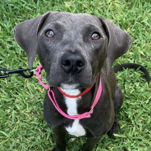 Tulip, Adult Female Mixed Breed