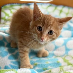 Firestone, Baby Male Domestic Long Hair
