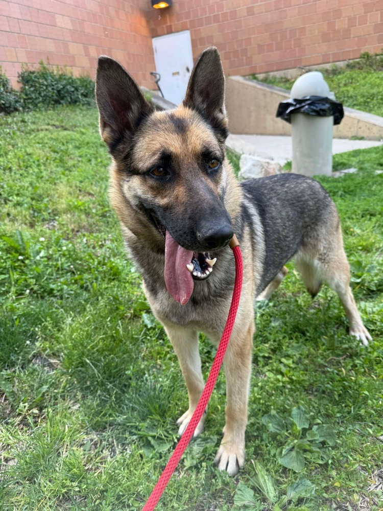 Halle, an adoptable German Shepherd Dog in Suamico, WI, 54173 | Photo Image 1