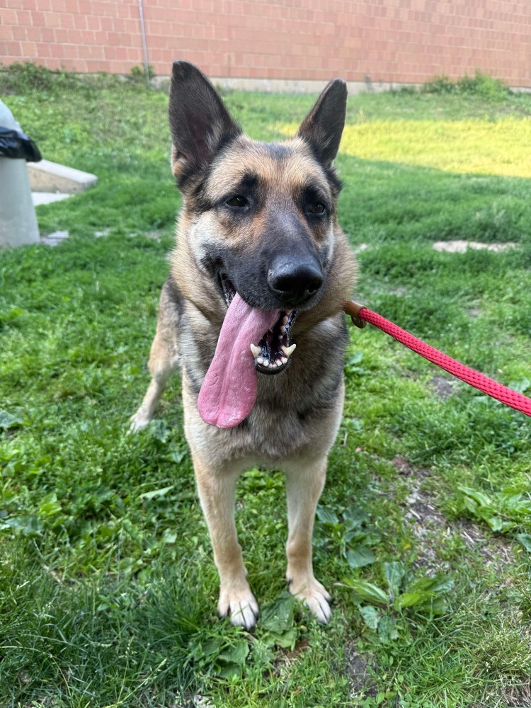 Halle, an adoptable German Shepherd Dog in Suamico, WI, 54173 | Photo Image 2