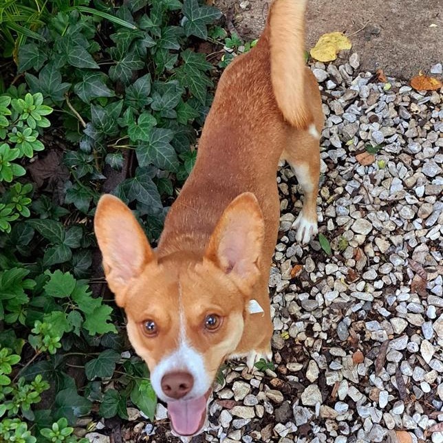 Pez, an adoptable Basenji, Jack Russell Terrier in Fairfax, VA, 22030 | Photo Image 1