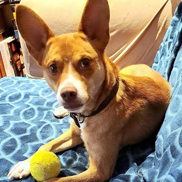 Pez, an adoptable Basenji, Jack Russell Terrier in Fairfax, VA, 22030 | Photo Image 2