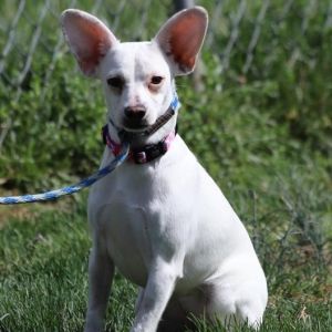 Cherry ~n~ Perri- Perri, Young Female Chihuahua