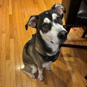 Atticus