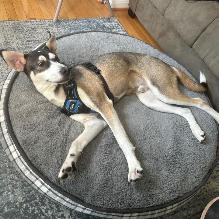 Atticus 2