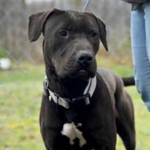 Bruno G, Adult Male Pit Bull Terrier