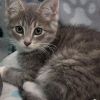 Down Under Kittens- Kangaroo photo 1