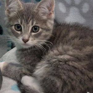 Down Under Kittens- Kangaroo, Baby Male Domestic Short Hair