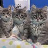 Down Under Kittens- Kangaroo photo 2