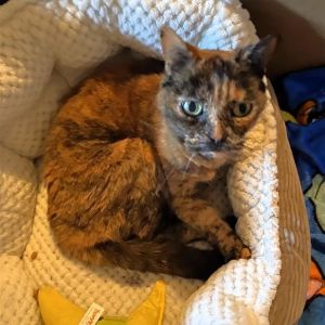 Bubbly, Senior Female Domestic Short Hair