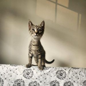 Priscilla, Baby Female Domestic Short Hair
