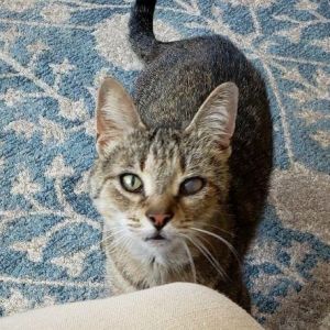 Amma, Adult Female Domestic Short Hair