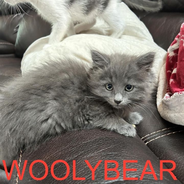 Shawna's Sweeties- Woolybear 1
