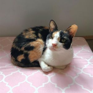 Sugar, Adult Female Domestic Short Hair