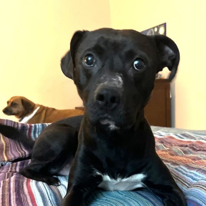 Timmy 1