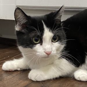 Little Beauties- Kimmy