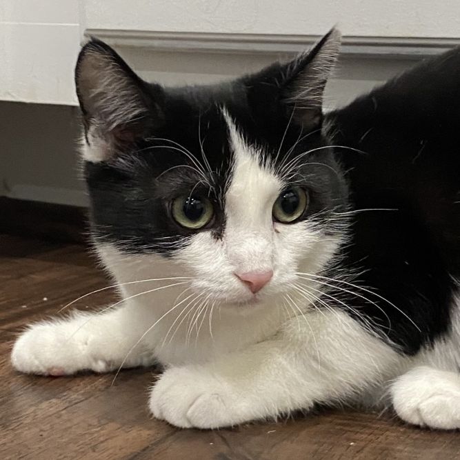 Little Beauties- Kimmy