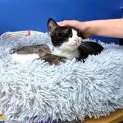 Boo (bonded with Deja)