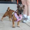 Roxy photo 1