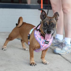 Roxy, Senior Female Dachshund