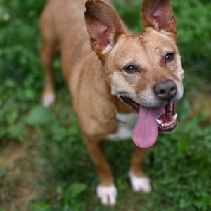 Giblet, Senior Female Pit Bull Terrier