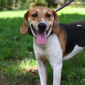 Alvin, Adult Male Treeing Walker Coonhound