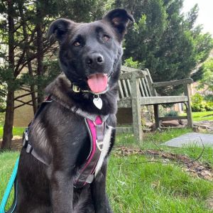 Jackie O, Adult Female Black Labrador Retriever