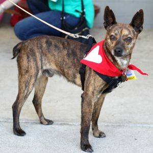 Philly G, Adult Male Feist