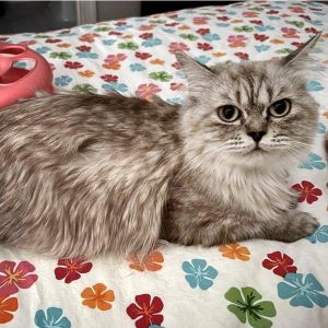 Moon aka Luna, Adult Female Domestic Long Hair