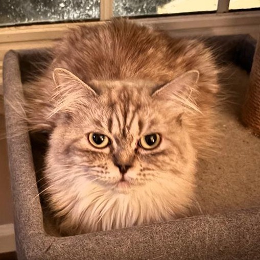 Moon aka Luna 2