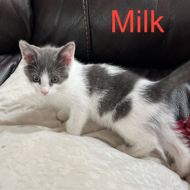 Shawna's Sweeties- Milk